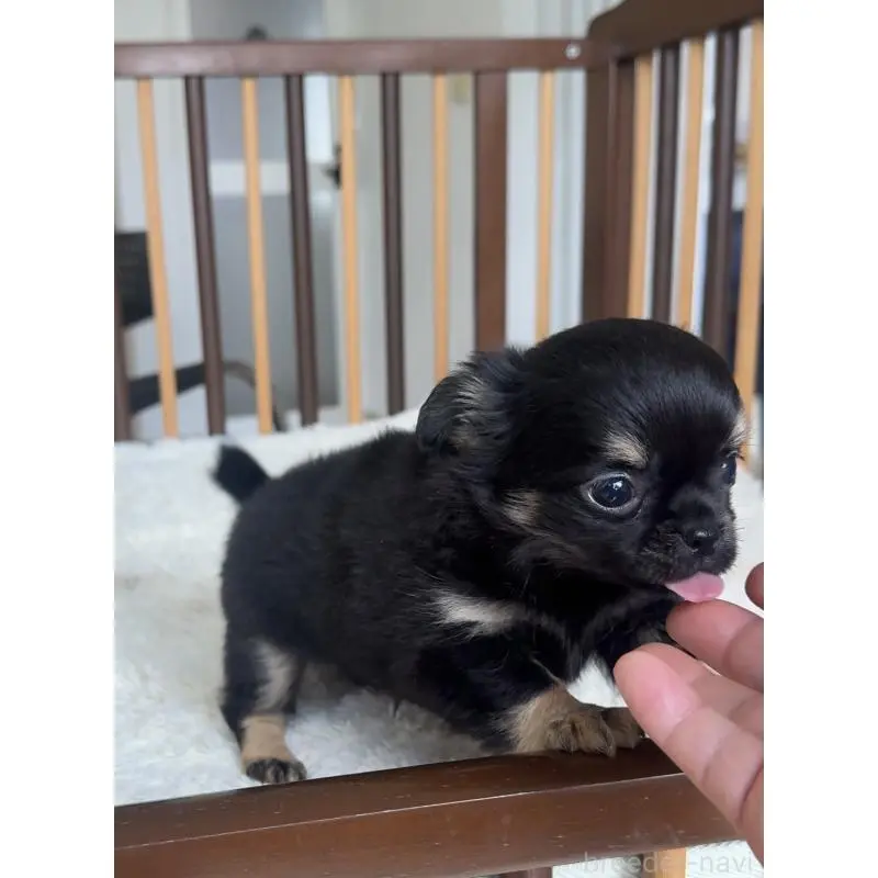 販売中の千葉県のチワワ(ロングコート)-451399の5枚目