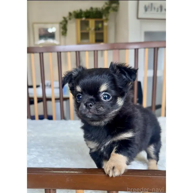 販売中の千葉県のチワワ(ロングコート)-451399の4枚目