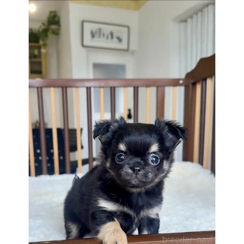 販売中の千葉県のチワワ(ロングコート)-451399の3枚目