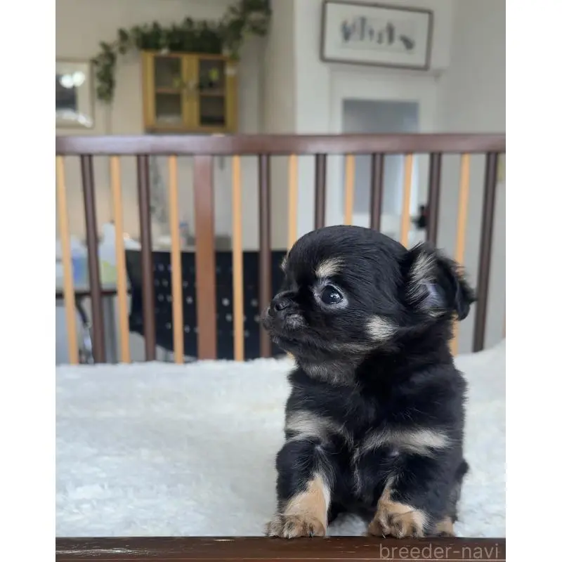 販売中の千葉県のチワワ(ロングコート)-451399の2枚目