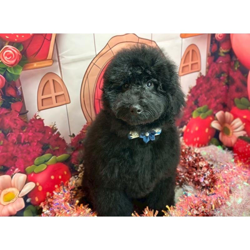 販売中の大阪府のラブラドゥードル:ラブラドールレトリーバー×プードル-427923の3枚目