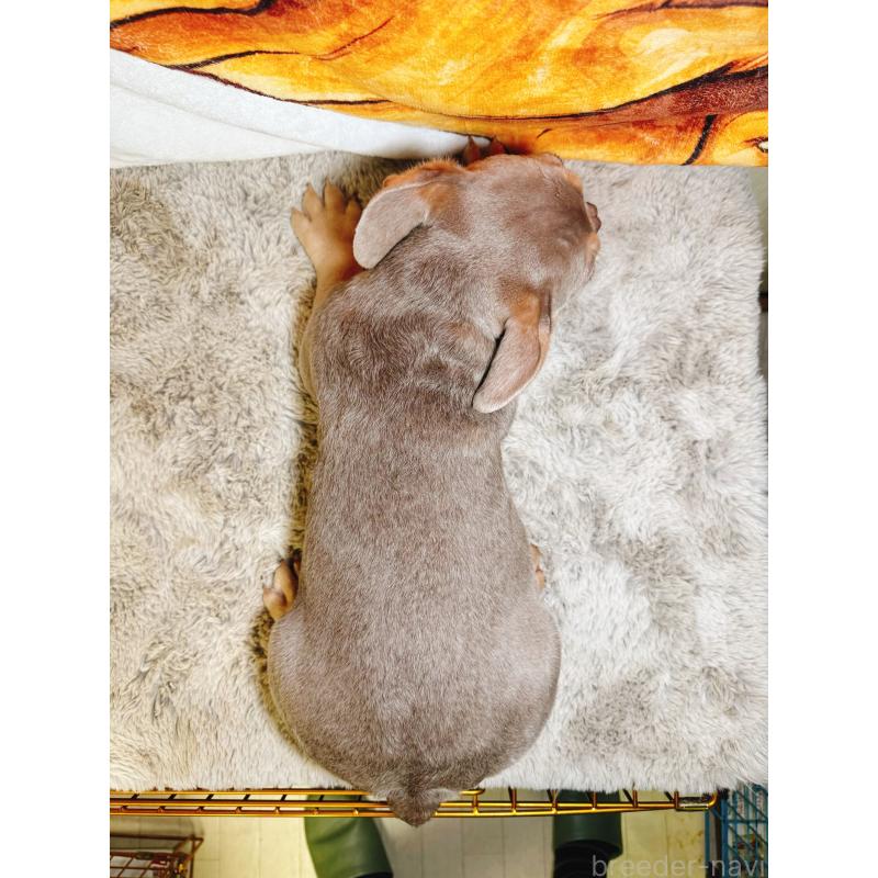 販売中の奈良県のフレンチブルドッグ-444236の2枚目