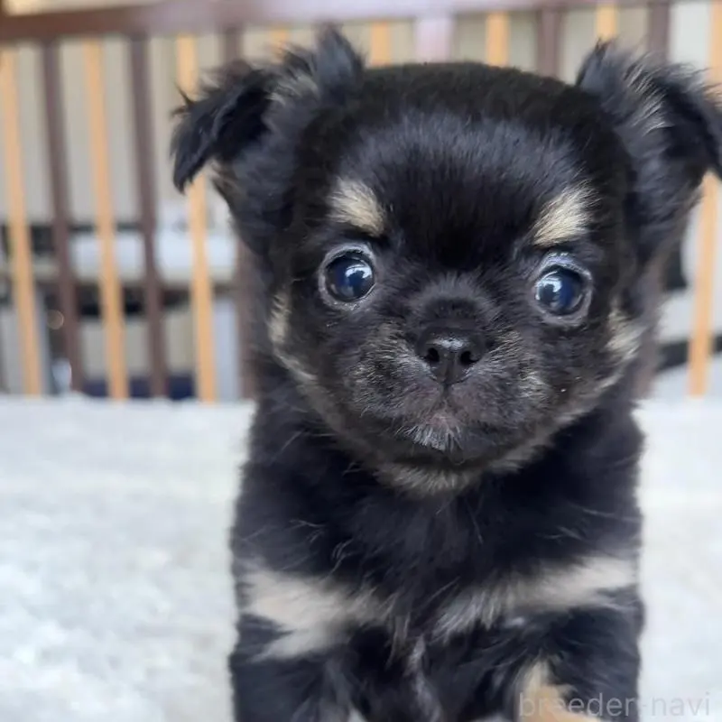 販売中の千葉県のチワワ(ロングコート)-451399