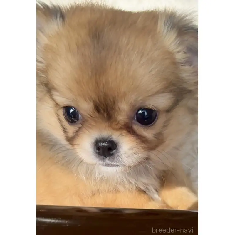 販売中の千葉県のチワワ(ロングコート)-451400の10枚目