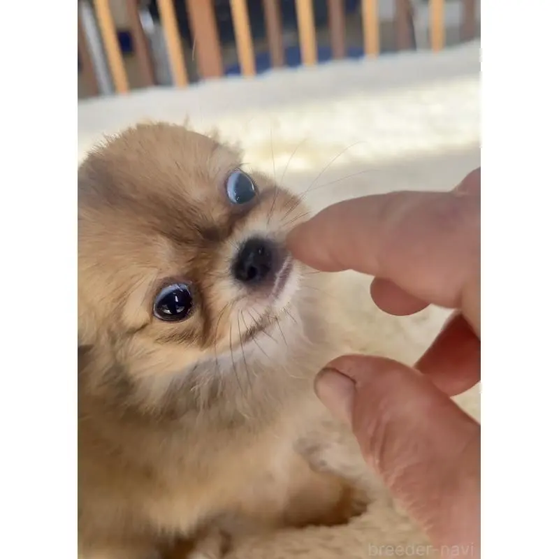 販売中の千葉県のチワワ(ロングコート)-451400の9枚目