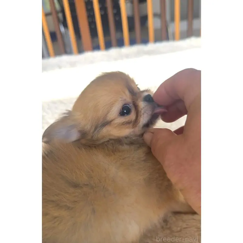 販売中の千葉県のチワワ(ロングコート)-451400の8枚目