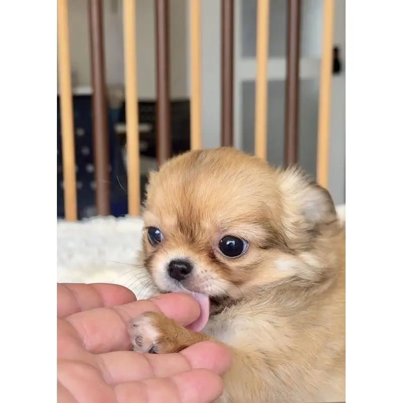 販売中の千葉県のチワワ(ロングコート)-451400の7枚目