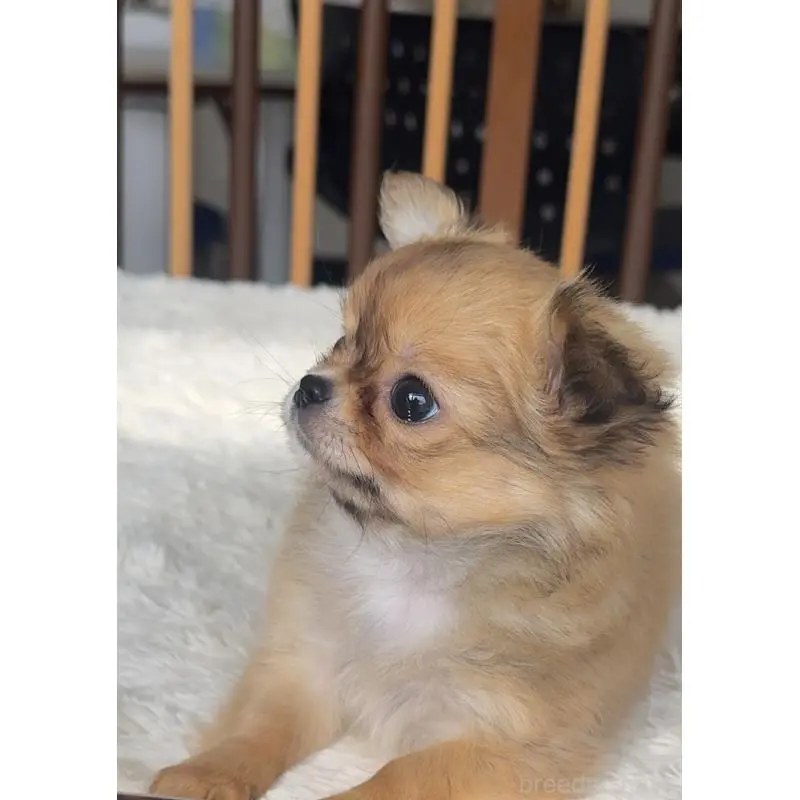 販売中の千葉県のチワワ(ロングコート)-451400の6枚目