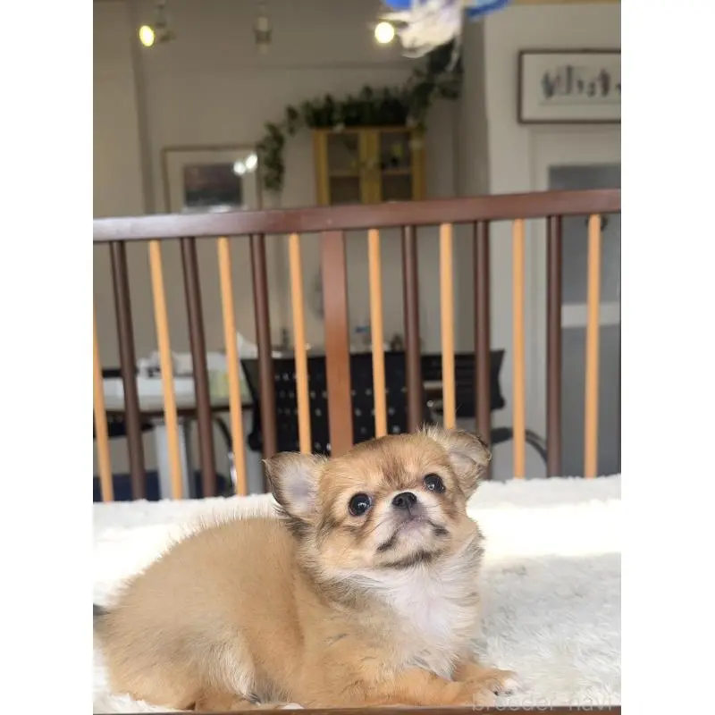 販売中の千葉県のチワワ(ロングコート)-451400の4枚目