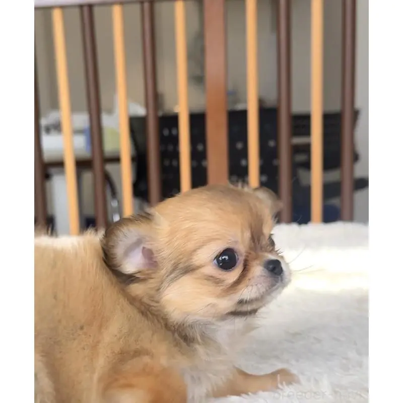 販売中の千葉県のチワワ(ロングコート)-451400の3枚目