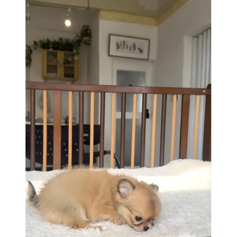 販売中の千葉県のチワワ(ロングコート)-451400の2枚目