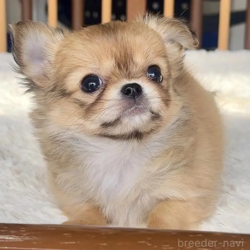 販売中の千葉県のチワワ(ロングコート)-451400