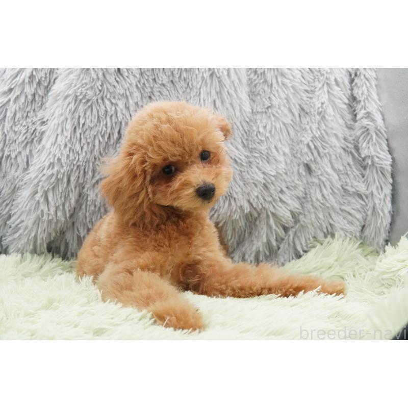 販売中の東京都のタイニープードル-435504の7枚目