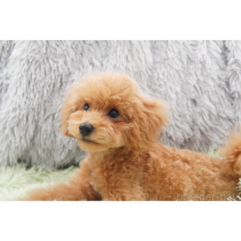 販売中の東京都のタイニープードル-435504の6枚目