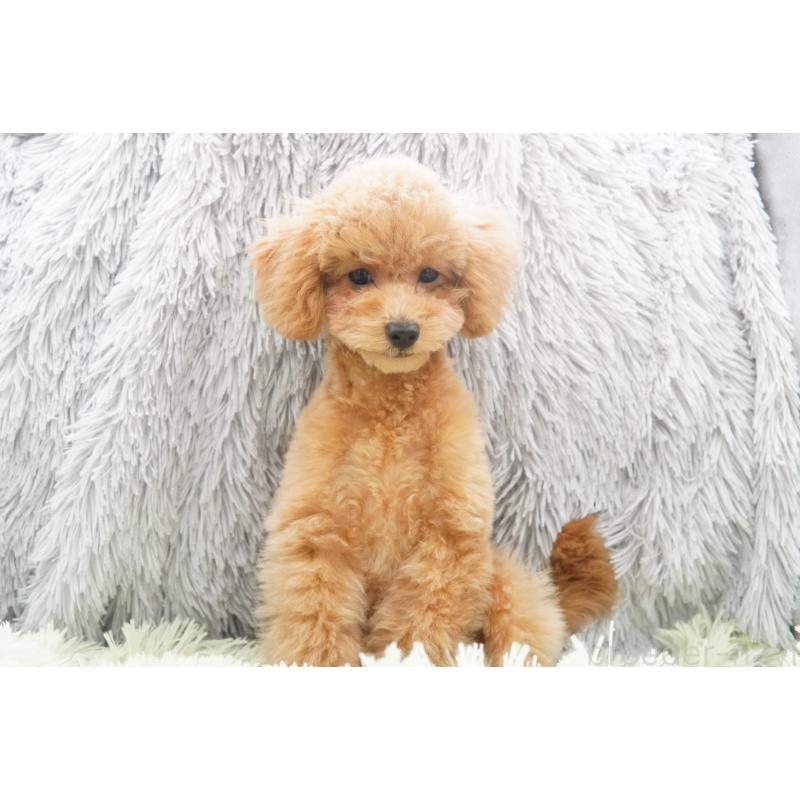 販売中の東京都のタイニープードル-435504の5枚目