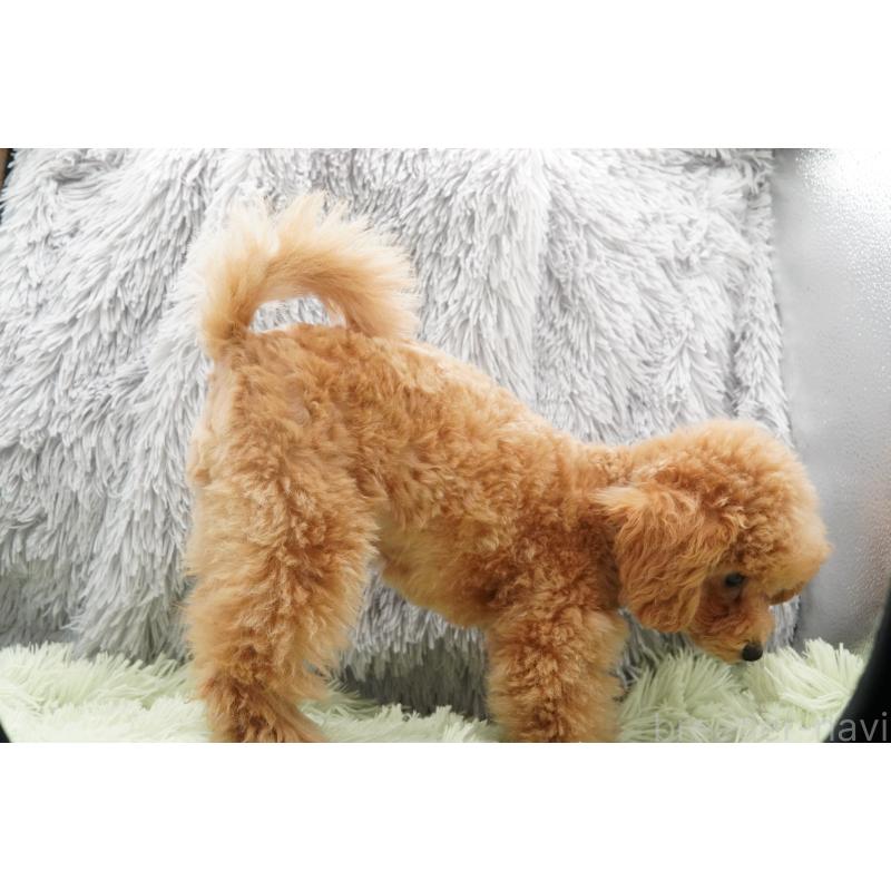 販売中の東京都のタイニープードル-435504の4枚目