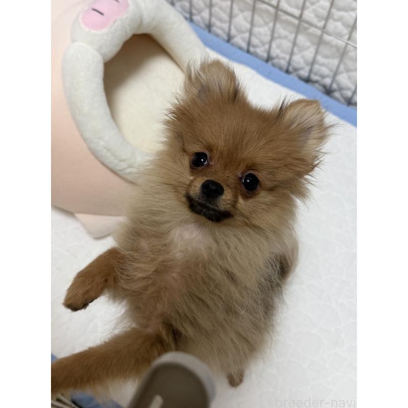 販売中の北海道のポメラニアン-432712の2枚目