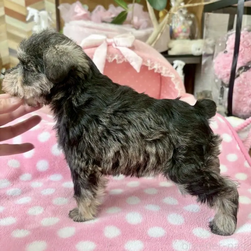 販売中の大阪府のミニチュアシュナウザー-451401の8枚目