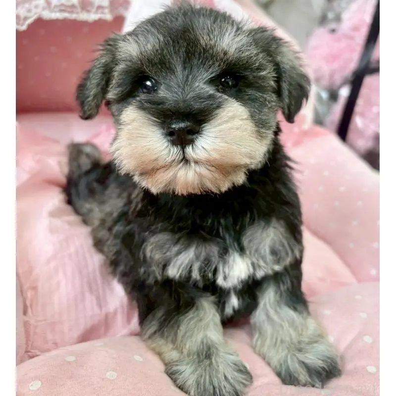 販売中の大阪府のミニチュアシュナウザー-451401の7枚目