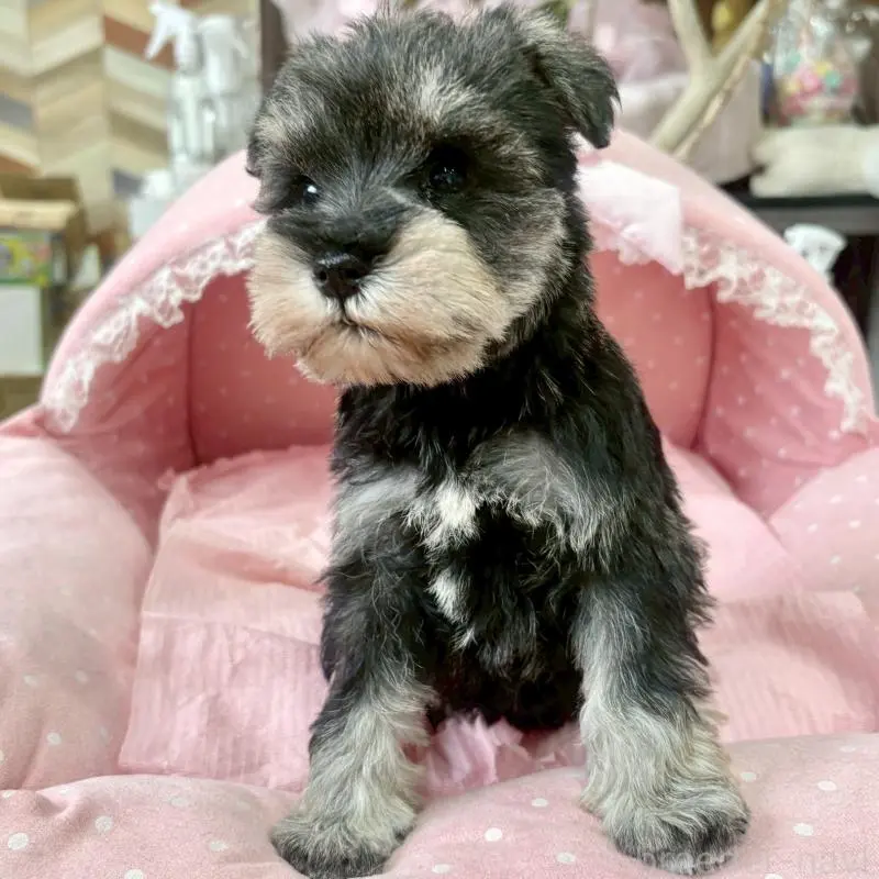 販売中の大阪府のミニチュアシュナウザー-451401の6枚目