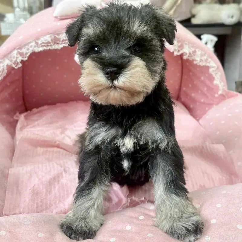 販売中の大阪府のミニチュアシュナウザー-451401の5枚目