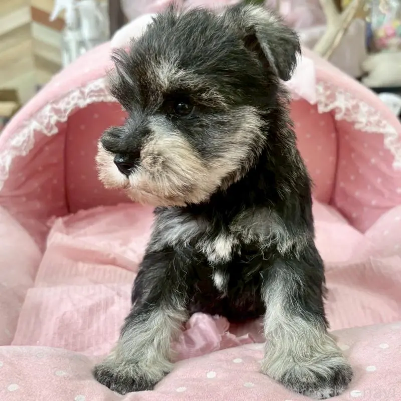 販売中の大阪府のミニチュアシュナウザー-451401の4枚目