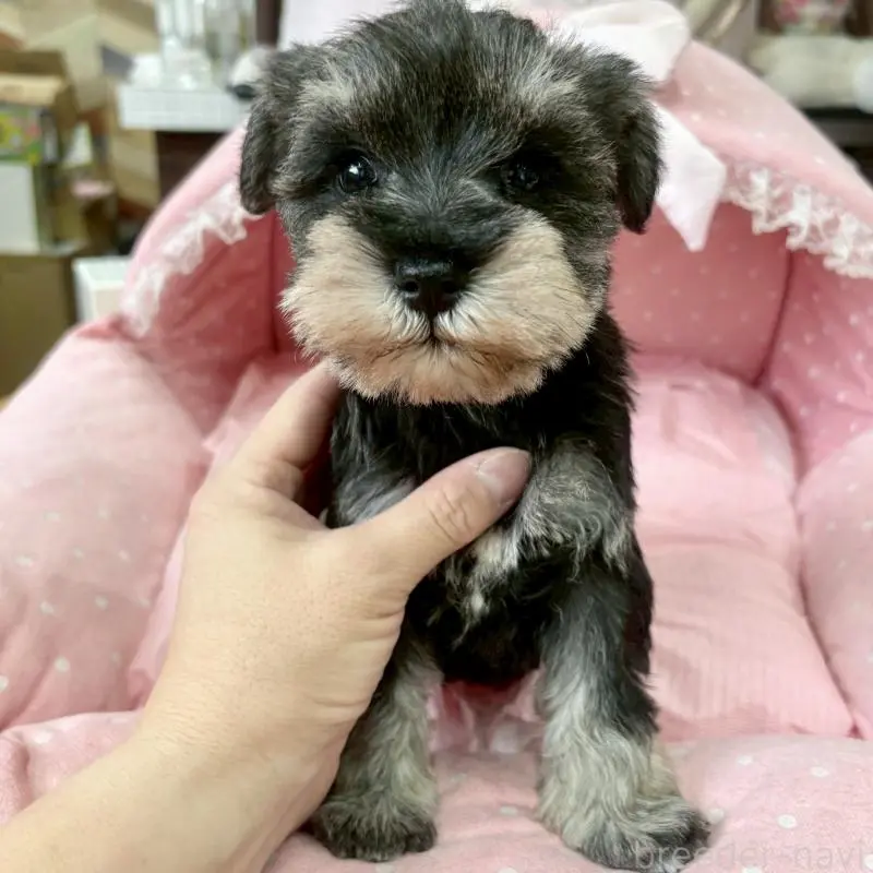 販売中の大阪府のミニチュアシュナウザー-451401の3枚目