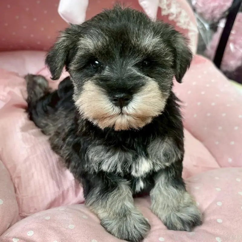 販売中の大阪府のミニチュアシュナウザー-451401の2枚目