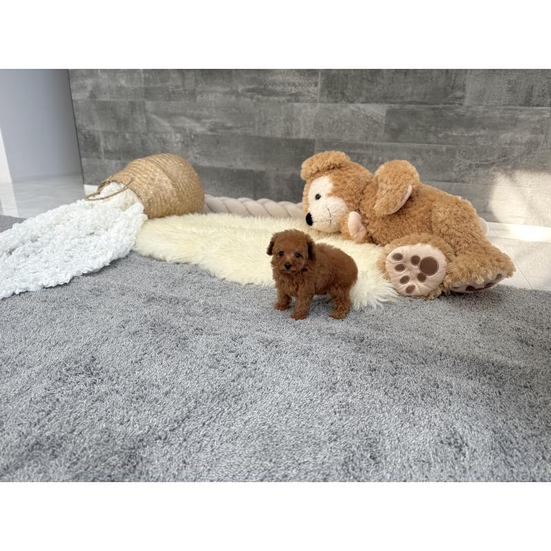 販売中の滋賀県のティーカッププードル-451317の6枚目