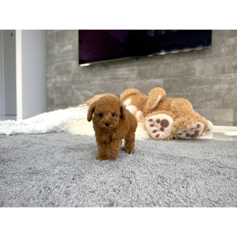 販売中の滋賀県のティーカッププードル-451317の5枚目