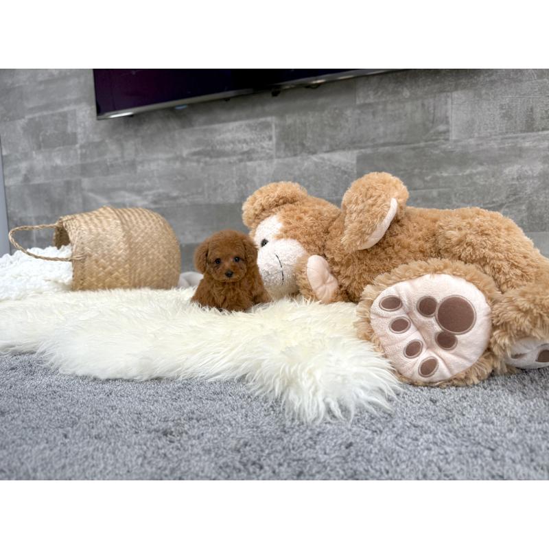 販売中の滋賀県のティーカッププードル-451317の4枚目