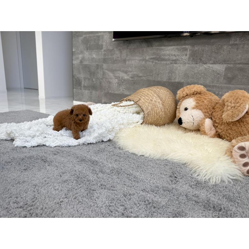 販売中の滋賀県のティーカッププードル-451317の3枚目