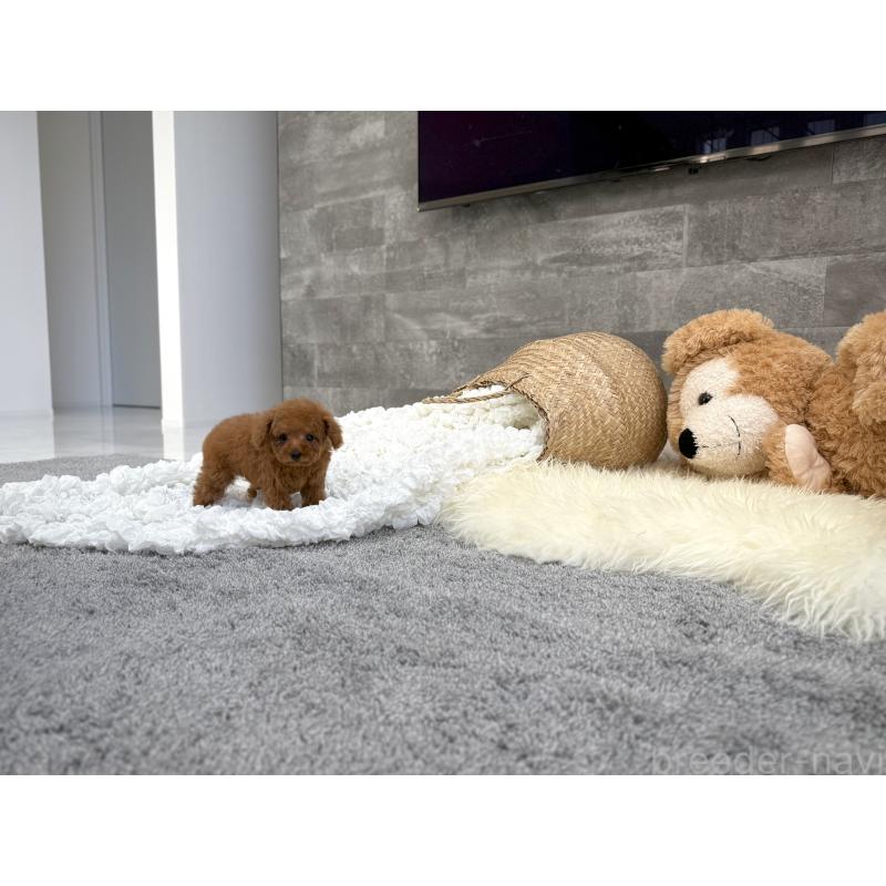 販売中の滋賀県のティーカッププードル-451317の2枚目