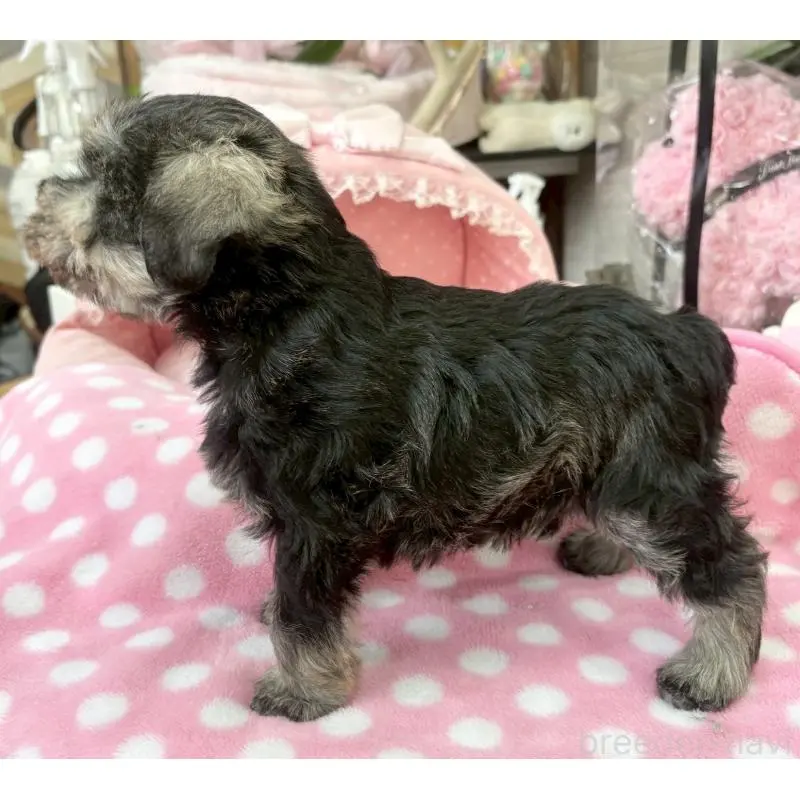 販売中の大阪府のミニチュアシュナウザー-451402の9枚目