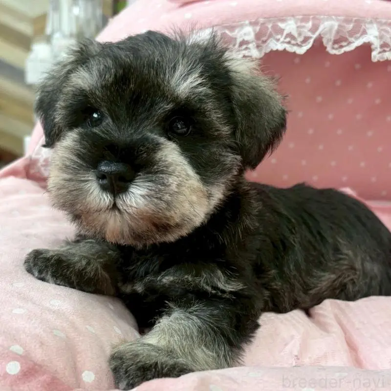 販売中の大阪府のミニチュアシュナウザー-451402の8枚目