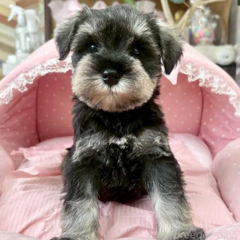 販売中の大阪府のミニチュアシュナウザー-451402の7枚目