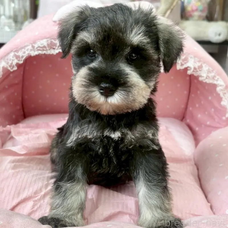 販売中の大阪府のミニチュアシュナウザー-451402の6枚目