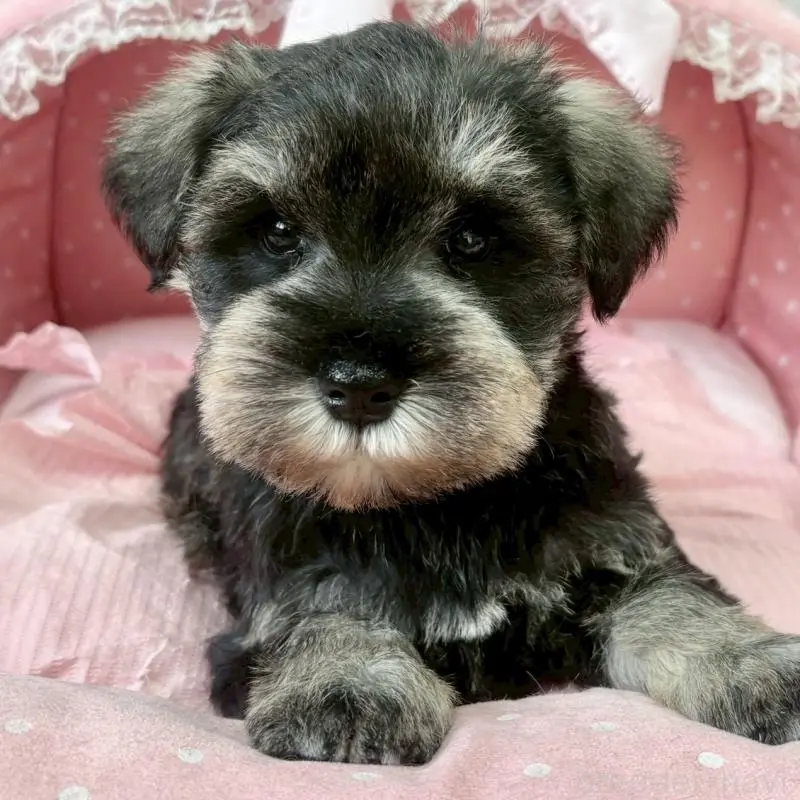 販売中の大阪府のミニチュアシュナウザー-451402の5枚目