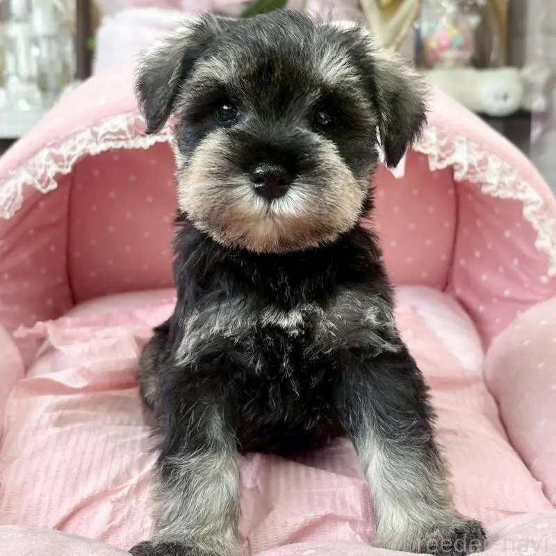 販売中の大阪府のミニチュアシュナウザー-451402の3枚目