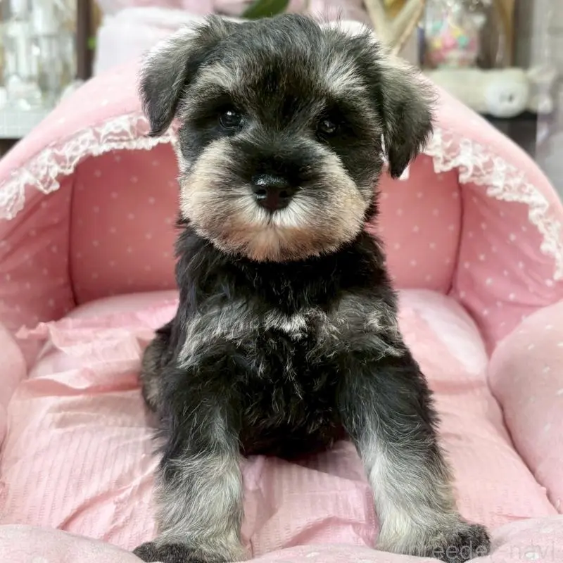 販売中の大阪府のミニチュアシュナウザー-451402の2枚目