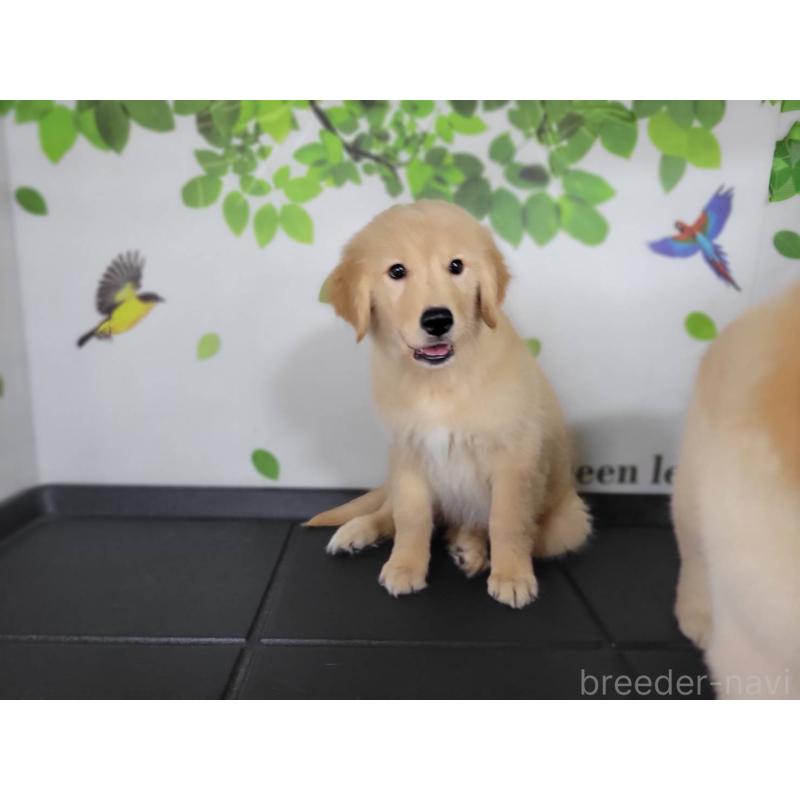 販売中の三重県のゴールデンレトリーバー-442711の5枚目