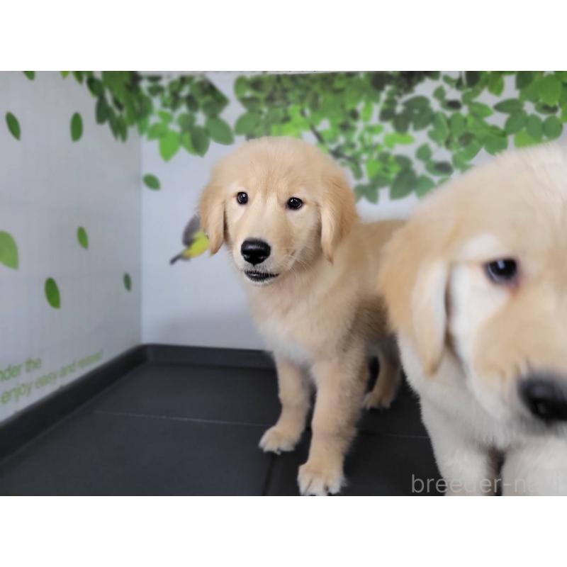 販売中の三重県のゴールデンレトリーバー-442711の4枚目