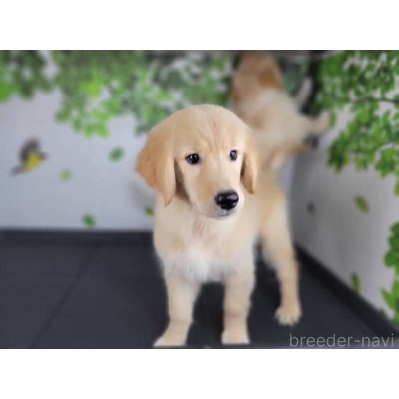 販売中の三重県のゴールデンレトリーバー-442711の3枚目
