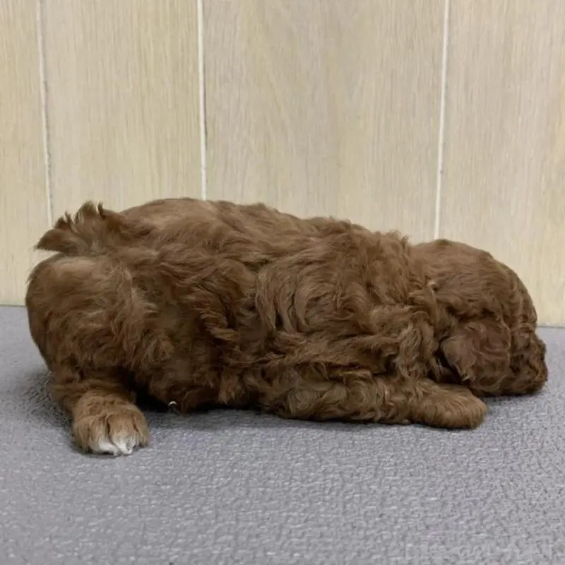 販売中の岡山県のトイプードル-451403の4枚目