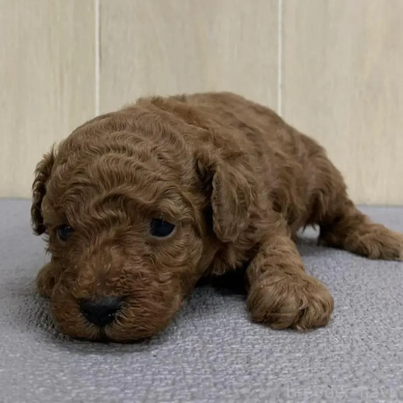 販売中の岡山県のトイプードル-451403の3枚目