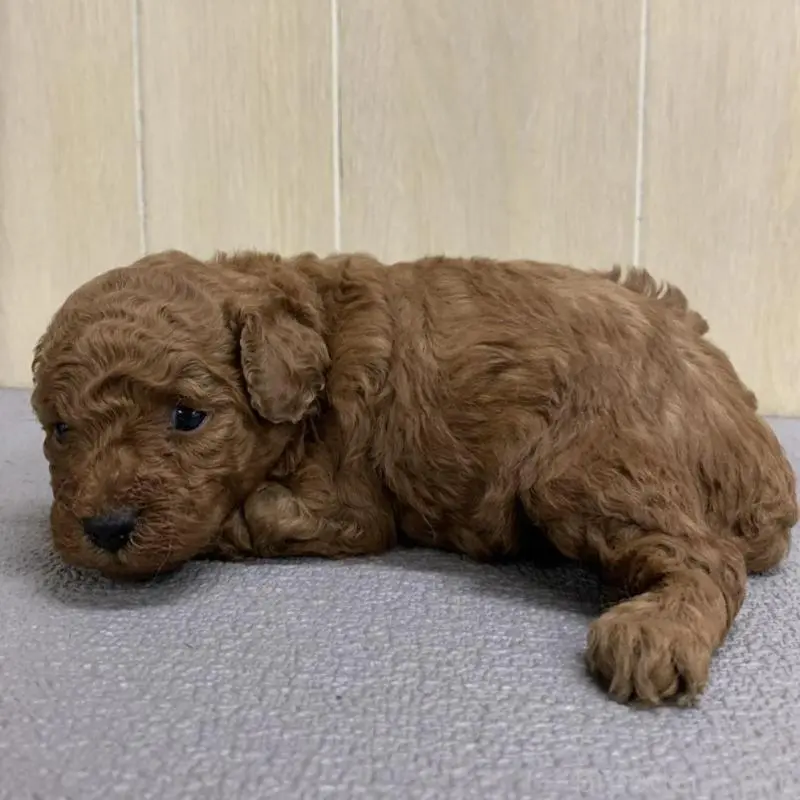 販売中の岡山県のトイプードル-451403の2枚目