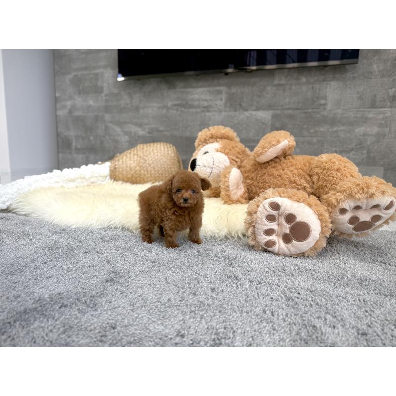 販売中の滋賀県のティーカッププードル-451315の7枚目