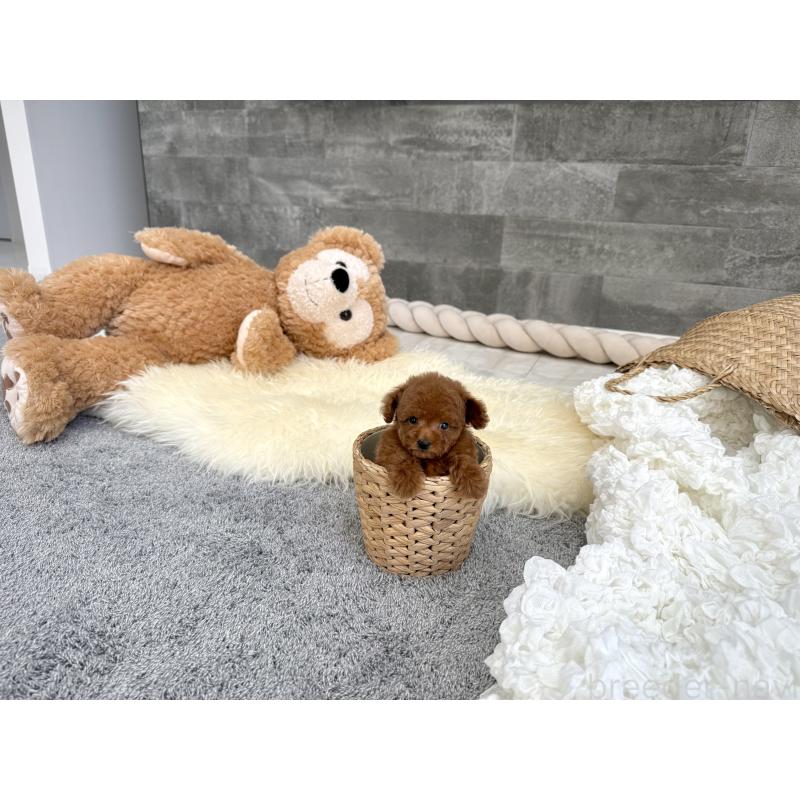 販売中の滋賀県のティーカッププードル-451315の6枚目