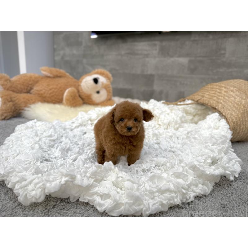 販売中の滋賀県のティーカッププードル-451315の4枚目