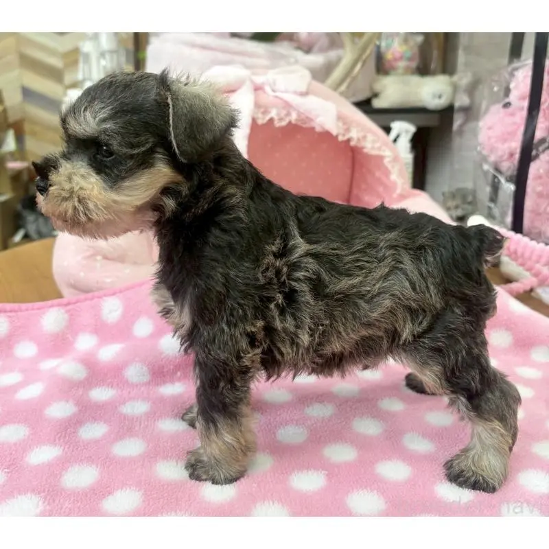 販売中の大阪府のミニチュアシュナウザー-451404の9枚目